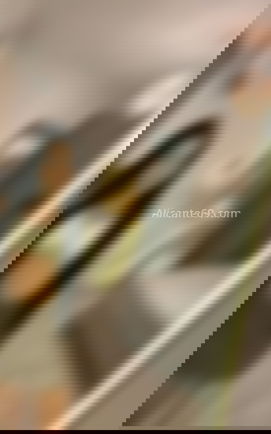 Sammy, una colombiana muy maja. 612299273. Citas en ALICANTE, ALICANTE. www.alicante69.com.